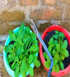 How to grow and Care Petunia with full Updates Best fertilizer for petunias to get more flowers. | TVreelplay | Facebook