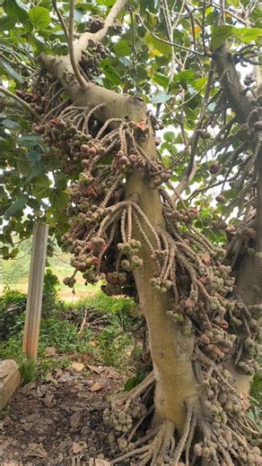 how to grow elephant figs #shorts #ytshorts #shortvideo #figtree #figs #dryfruits #freshfruits