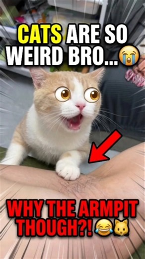 My cat really thought my armpit was a lollipop 😂🐱 #shorts #funny