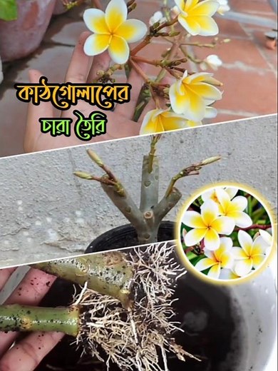 How to Propagate Frangipani Plants #Frangipani