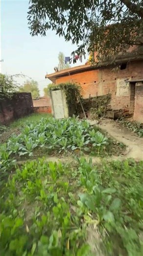 Sony mini speaker in green vegetables 🤣😉