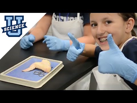 Kids DIY: Chicken Wing Dissection
