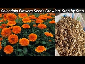 Calendula Flower Seeds: Complete Growing Tutorial (Step-by-Step)