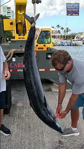 Bermuda Triple Crown Weigh In, July 2026
