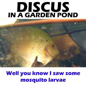 39K views · 115 reactions | How to keep Discus in a garden pond. Have you ever kept discus in a garden pond? What fish are you keeping in your ponds? . . . . . #discus #discusfish #discustank #discuspond #howto #gardenpond #watergarden #tankon #aquarium #aquariums #aquascape #aquascaping #aquariumplants #scape #aquariumhobby #fishtank #freshwateraquarium #aquascape #aquariumfish #freshwaterfish | Dustin's Fishtanks | Facebook