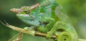 6 sorprendentes ejemplos de camuflaje del reino animal