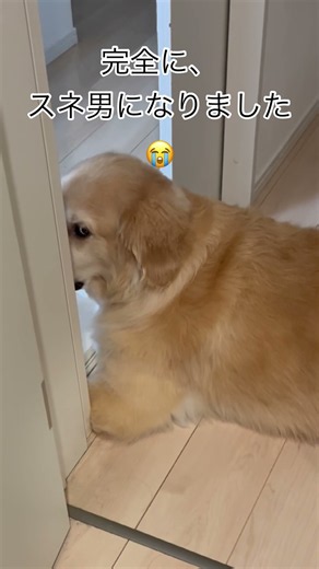 さみしがり屋の犬(^^)ゴールデンレトリーバーもっち君 #癒し #元気になる動画 #ゴールデンレトリバー #大型犬のいる生活 #可愛い #愛犬 #元気お届け #犬のいる生活 #かわいい