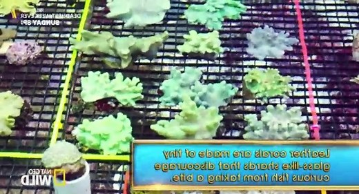 Fish Tank Kings S03 - Ep04 Empire Tank Building HD Watch