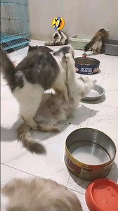 Cat Mating Aggressive Process, Successful or Not? 🤣 #shorts