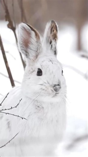 How Does the Snowshoe Hare Escape the Canada Lynx? #shorts