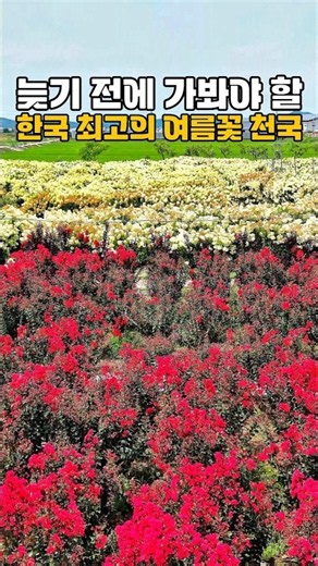 The Best Summer Flower Paradises in Korea You Must Visit Before It's Too Late / Recommended Augus...