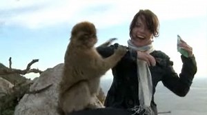 Gibraltar - von Affen und Menschen