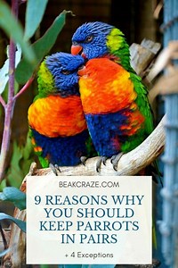 9 Reasons To Keep Parrots In Pairs   4 Exceptions