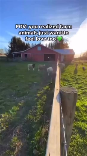Hi, we’re Farm Sanctuary. 💚 For 40 years, we’ve been rescuing farm animals from cruelty, giving them the chance to heal, and showing the world who they are as individuals—not commodities. This year, we’re celebrating 40 years of compassion, courage, and a movement that began with the simple belief that farm animals deserve care, freedom, and respect. Thanks for being here. 🐮🐷 #farmsanctuary #farmanimals #farmanimalsanctuary #farmanimalrescue | Farm Sanctuary