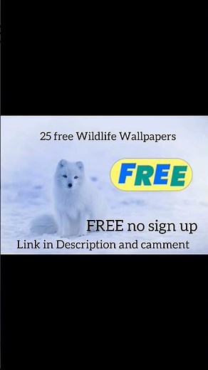 25 Stunning Wildlife Wallpapers – FREE Download (4K Ultra HD) #wildlife #nature #animalfacts