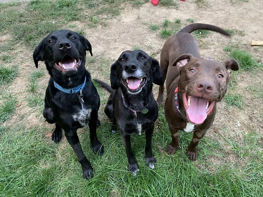 Easy Lesson on How to Stop Dog Jealousy