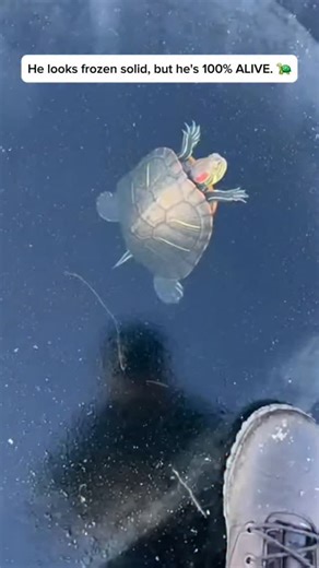 Smart Animalz | I promise I didn’t make this up... nature is just weird. 🐢💨 This little guy is in a state called brumation. Since his metabolism is... | Instagram