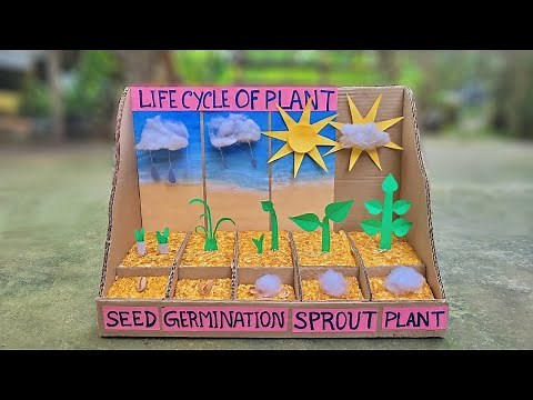 Inspire award science projects 2024 - Life cycle of plant | Inspire award ideas
