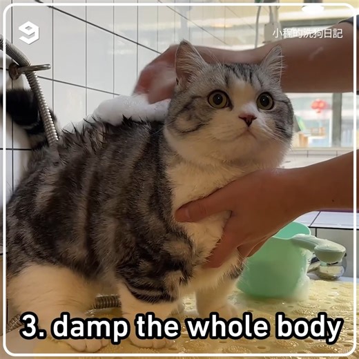 491K views · 10K reactions | Pet groomer bathes a nice munchkin cat | 9GAG TV | Facebook