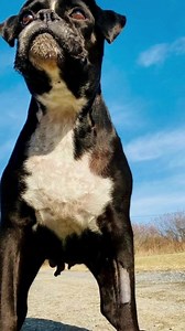 FOSTER HOMES NEEDED NOW! Animals are abandoned every day. Rescues spend countless hours working to save these animals and are we are bracing ourselves for the worst time of the year! There are many reasons that someone abandons a family pet. Sometimes people receive the pet as Christmas gifts 😳 and by the summertime, the novelty has worn off and the real responsibility of having a pet has set in! Another reason struggling to find someone to pet sit while the family go on vacation so they “get r