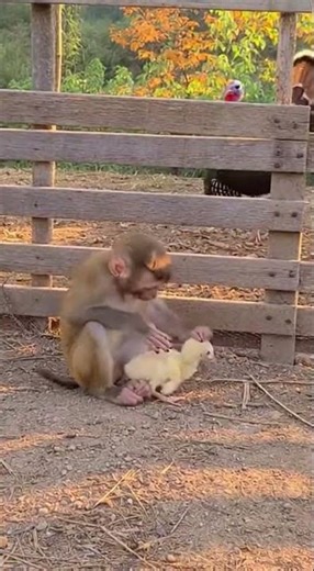Feather Thief! 🦃 Monkey Caught Plucking Baby Turkey, Gets Surrounded and BOWS! (Instant Karma)