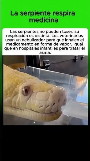 La serpiente respira medicina