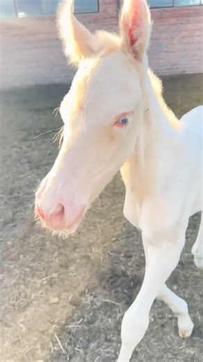 Rare Blue-Eyed White Foal on the Open Range 🐴🇺🇸 #cowboy #ranchlife