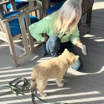 How to Introduce Brushing to a Sensitive Puppy - Dog Husbandry 101