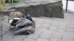 Pair of Mallard Ducks Mating in the city park. Mallard ducks near pond. Spring mating.