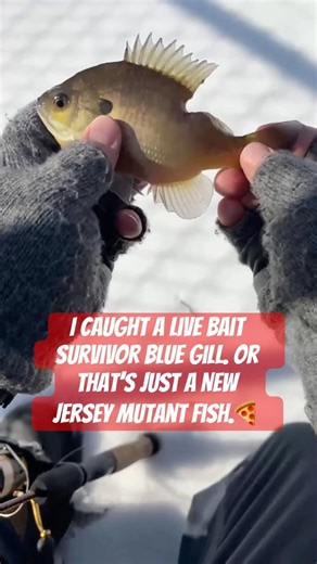 WHAT CAUSED THAT?!🤔 #fishing #bluegill #brim #shellcracker #bassfishing #panfish #winterfishing #nj