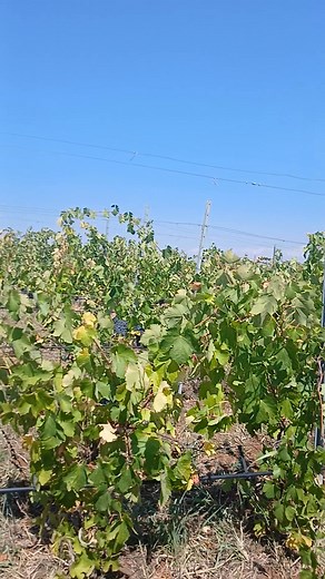 25K views · 287 reactions | Petko Petkov on Reels | Facebook