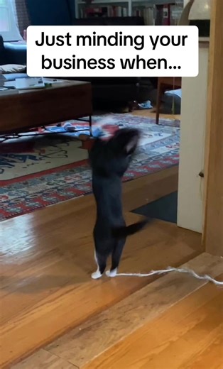 #catsoftiktok #tuxedo #keepingbusy #mindingbusiness #distraction