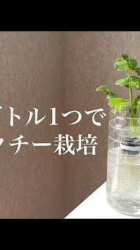 【水耕栽培】ペットボトル1つで簡単パクチー栽培