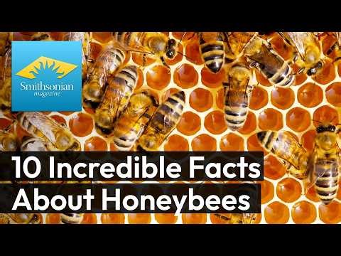 10 Incredible Facts About Honeybees