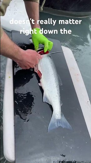 Riverside filleting a sockeye salmon #fishing #salmonfishing #alaska #fillet