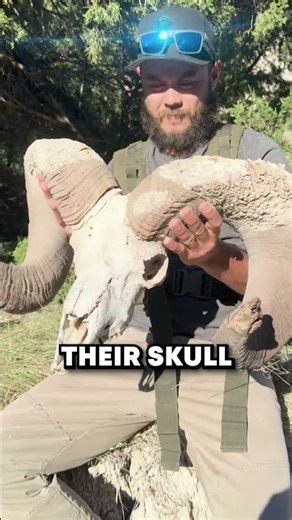 The Dangerous Problem Of Sheeps 🤯