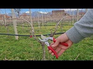 Резитба на лозе за начинаещи без опит - дълга резитба на плодна пръчка (част 2)
