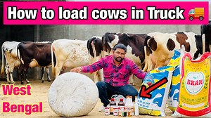 special for West Bengal // How to load cows in Truck // Full information | Malwa Farmhouse