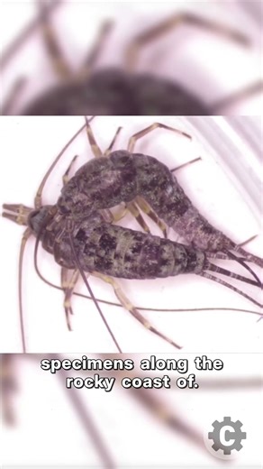 First Time in History: Scientists caught this on camera! 🦟🧪 #shorts