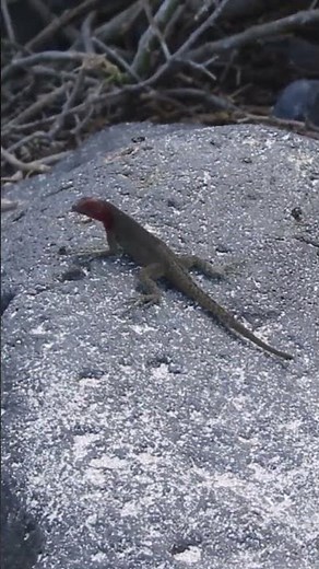 Hood Lava Lizard (Microlophus delanonis) Communication #lavalizards #galapagoswildlife #reptiles