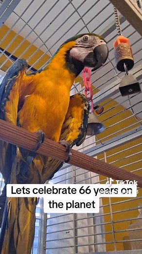 Celebrating 66 Years of Macaws