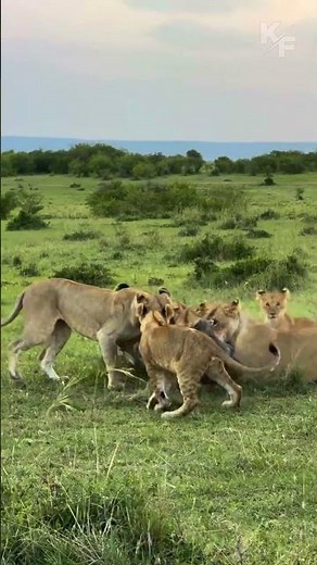 Warthog Runs Into a Pride of Lions – Brutal Chase