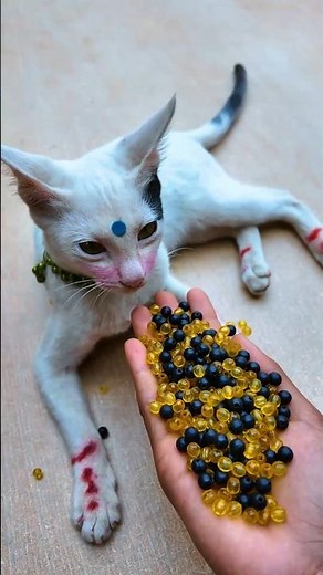 Satisfying ASMR 🌈 Beads Cat Reverse Fun#shorts #cat #beads #asmr #satisfyingvideo