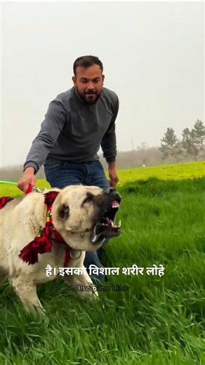 Wolf vs Kangal Real Power Comparison #pitbull #dog #shorts