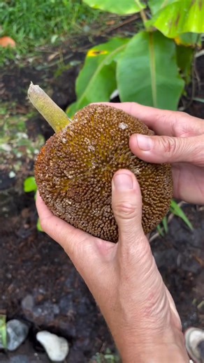 Marang 😃 | Nueva Ecija Grafted fruit trees