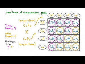 Complementary Genes Explained!