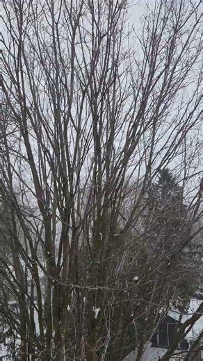 Fake CANADIAN spring #nature #hiking #canadian #imisssummer #snow