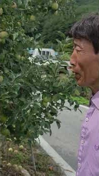 황금알농법 사과 EC값 정과 끝눈 관주전용 착과 두더쥐 고온장애 엽액 갈반 결과지 부란병 탄저병 요소 비료량 비료부족 엽면시비 설탕 돈버는농사 골드그린 골드칼라 골드뿌리 EC측정기