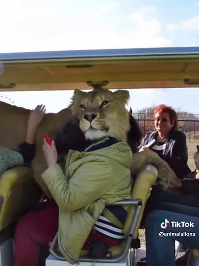 Video di Life (@animalslions) con Funny - Gold-Tiger