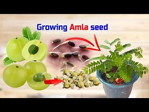 How To Grow Amla From Seeds #Growing Indian Gooseberries From Fruit at Home #Phyllanthus emblica